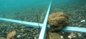 Contratas Submarinas Canarias